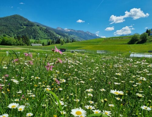 Wildblumen im Skigebiet